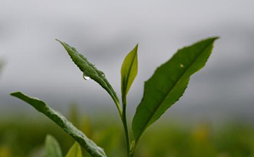 茶葉防偽標簽